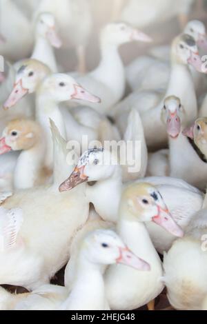 Eine Herde weißer Enten in einer Geflügelfarm, Freilandenten. Eine offene Farm in Thailand. Landwirtschaft, Tierkonzepte. Nahaufnahme. Selektiver Fokus. Stockfoto