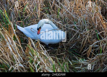 Figgate Park, Edinburgh, Schottland, Großbritannien. 11th. Januar 2022. Die heutige Temperatur von 7 Grad und das mildere Wetter in den letzten Wochen des Jahres 2021 lassen diesen männlichen Mute Swan (Cob) möglicherweise Nestmaterial arrangieren und an eine neue Familie denken. Er und sein Kumpel haben 4 erfolgreich 2021 Cygnets aufgezogen, die noch in der Nähe sind, also werden sie wahrscheinlich bald verpacken. Quelle: Archwhite/Alamy Live News Stockfoto