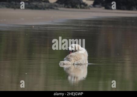 Hund am Strand Golden Retriever Stockfoto
