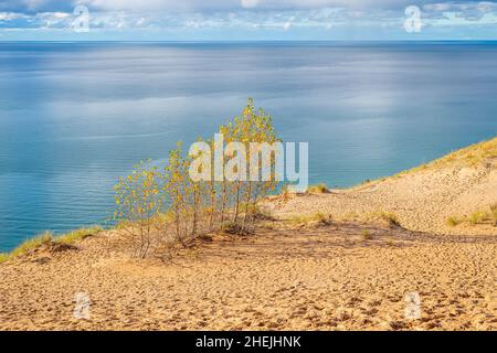 Ein Stand von gelb quakenden Aspen Bäumen (Populus tremuloides) auf einer Düne mit Blick auf die Küste des Lake Michigan im Herbst die Sleeping Bear Dunes Na Stockfoto