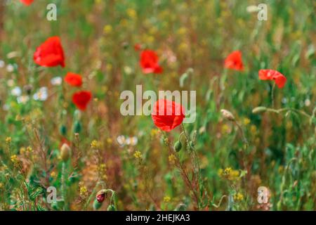 Blühender Mohn. Schönes Feld mit blühenden Mohnblumen als Symbol der Erinnerung Krieg und anzac Tag im Sommer. Wildblumen blühende Mohn Feldlandschaft Stockfoto