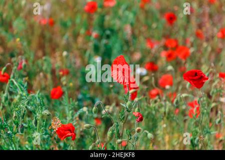 Blühender Mohn. Rote Mohnblumen wiegen im Wind in der Feldlandschaft. Schönes Feld mit blühenden Mohnblumen als Symbol des Gedächtniskrieges und des anzac-Tages im Sommer Stockfoto