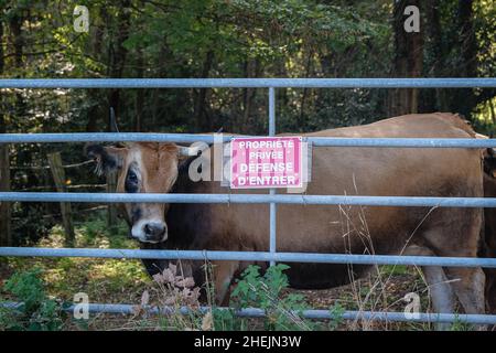 Lentilly (Frankreich), 25. Oktober 2021. Eine Kuh hinter einem Zaun mit einem Schild: Privateigentum, kein Eintritt. Stockfoto