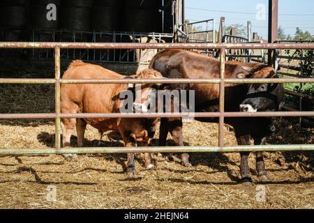 Lentilly (Frankreich), 25. Oktober 2021. Zwei Kühe in einem Stall hinter einem Zaun. Stockfoto