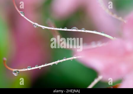 Natur, einheimische Kunst Slowakei, Schönheit Stockfoto