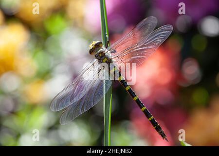 Natur, einheimische Kunst Slowakei, Schönheit Stockfoto