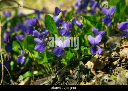 Violett von Reichenbach oder Violett des Waldes (lat. Viola reichenbachiana). Stockfoto