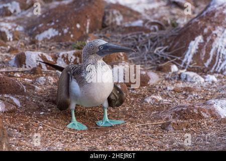 Nach Blue Footed Booby (Sula nebouxii) stehen am Ufer in den Galapagos Inseln. Stockfoto