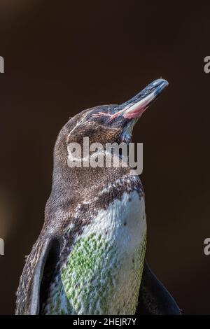 Galápagos-Pinguin (Spheniscus mendiculus) sonnen. Die grüne Farbe auf den Federn ist Algen, von viel Zeit im Wasser nach Nahrung suchen. Stockfoto