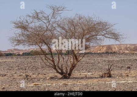 Der verdorrte Baum und der nubische Steinbock oder Capra Nubiana, der sich vor der Hitze unter ihm in der Wüste versteckt. Stockfoto