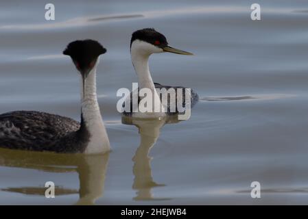 Paar Western Grebes am Bear River Zugvogelschutzgebiet im Norden von Utah. Stockfoto