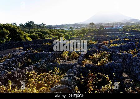 Weinberge im traditionellen Stil mit Steinmauern auf der Insel Pico auf den Azoren, Berg Pico im Hintergrund, Portugal Stockfoto