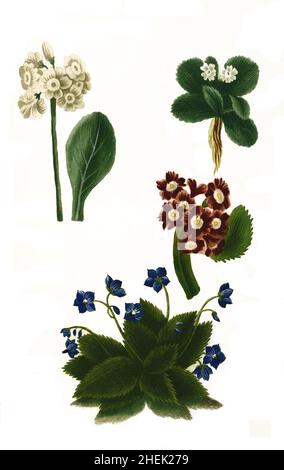 Varianten der Zwergprimel, Primula minima, historisch Auricula, Phytanthoza iconographia, historische Pflanzenillustration aus dem um 1740 erschienen Buch, digital aufbereitet, historische Pflanzenillustration aus dem um 1740 erschienenen Buch, digital erweitert Stockfoto