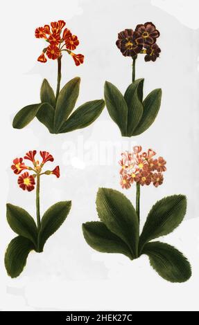 Varianten der Zwergprimel, Primula minima, historisch Auricula ursi, Phytanthoza iconographia, historische Pflanzenillustration aus dem um 1740 erschienen Buch, digital aufbereitet, historische Pflanzenillustration aus dem um 1740 erschienenen Buch, digital erweitert Stockfoto