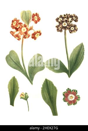 Varianten der Zwergprimel, Primula minima, historisch Auricula, Phytanthoza iconographia, historische Pflanzenillustration aus dem um 1740 erschienen Buch, digital aufbereitet, historische Pflanzenillustration aus dem um 1740 erschienenen Buch, digital erweitert Stockfoto