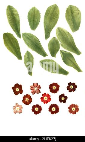 Varianten der Zwergprimel, Primula minima, historisch Auricula, Phytanthoza iconographia, historische Pflanzenillustration aus dem um 1740 erschienen Buch, digital aufbereitet, historische Pflanzenillustration aus dem um 1740 erschienenen Buch, digital erweitert Stockfoto