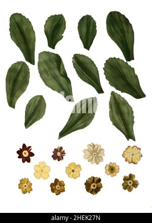 Varianten der Zwergprimel, Primula minima, historisch Auricula, Phytanthoza iconographia, historische Pflanzenillustration aus dem um 1740 erschienen Buch, digital aufbereitet, historische Pflanzenillustration aus dem um 1740 erschienenen Buch, digital erweitert Stockfoto