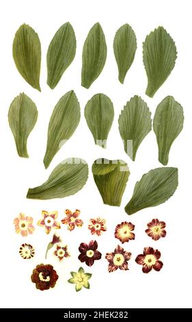 Varianten der Zwergprimel, Primula minima, historisch Auricula, Phytanthoza iconographia, historische Pflanzenillustration aus dem um 1740 erschienen Buch, digital aufbereitet, historische Pflanzenillustration aus dem um 1740 erschienenen Buch, digital erweitert Stockfoto