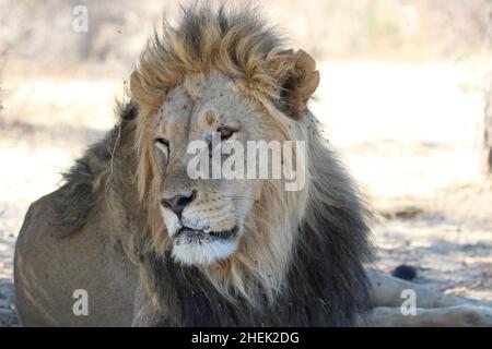 Ein erlaschender männlicher Löwe im Kgalagadi Stockfoto