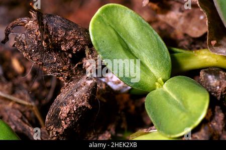 Sprießende Sonnenblume im frühen Frühlingsgarten. Zwei grüne Sprossen Stockfoto