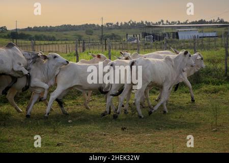 conde, bahia, brasilien - 7. januar 2022: Rinder werden in einer Farm in der Stadt Conde gesehen. Stockfoto