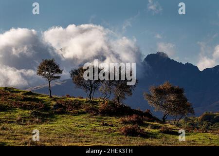 Herbstbäume, in der Nähe von Torrin, Isle of Skye, Schottland. Stockfoto