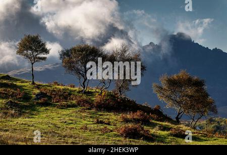 Herbstbäume, in der Nähe von Torrin, Isle of Skye, Schottland. Stockfoto