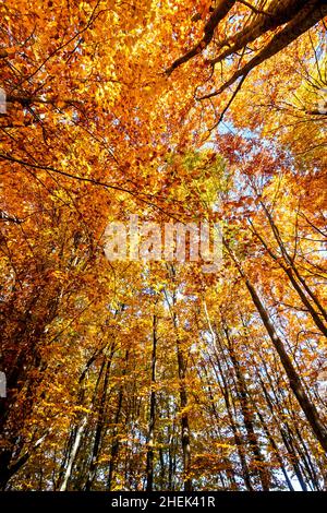 Lost in the realm of beeches next to Loggas lake, Antichasia mountains, Trikala, Thessaly, Greece. Stockfoto