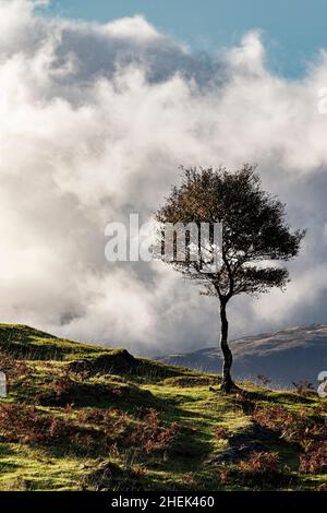 Herbstbäume, in der Nähe von Torrin, Isle of Skye, Schottland. Stockfoto