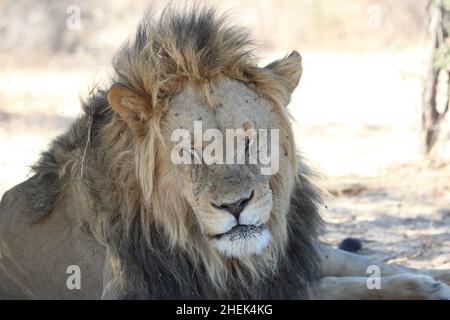 Ein erlaschender männlicher Löwe im Kgalagadi Stockfoto