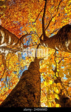 Lost in the realm of beeches next to Loggas lake, Antichasia mountains, Trikala, Thessaly, Greece. Stockfoto