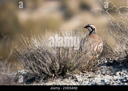 Das Rotbeinige Rebhuhn ist eine Art von galliformen Vögeln aus der Familie der Phasianidae Stockfoto