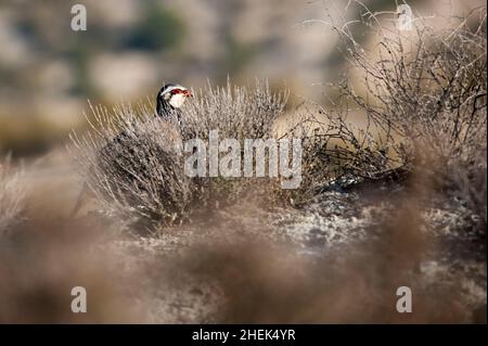 Das Rotbeinige Rebhuhn ist eine Art von galliformen Vögeln aus der Familie der Phasianidae Stockfoto