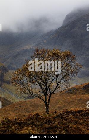 Blà Bheinn (Blaven) und Einzelbaum, Isle of Skye, Schottland Stockfoto