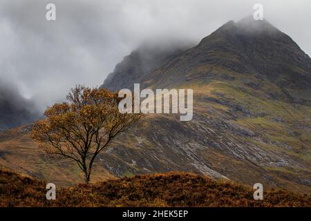 Blà Bheinn (Blaven) und Einzelbaum, Isle of Skye, Schottland Stockfoto