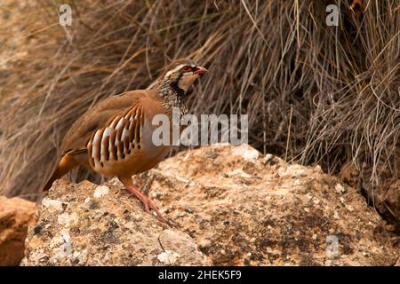 Das Rotbeinige Rebhuhn ist eine Art von galliformen Vögeln aus der Familie der Phasianidae Stockfoto