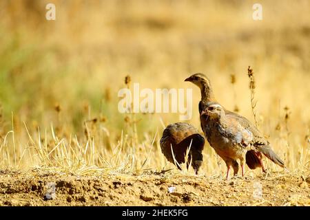 Das Rotbeinige Rebhuhn ist eine Art von galliformen Vögeln aus der Familie der Phasianidae Stockfoto