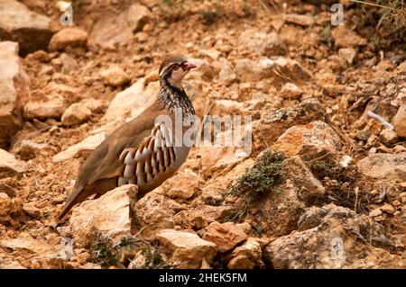 Das Rotbeinige Rebhuhn ist eine Art von galliformen Vögeln aus der Familie der Phasianidae Stockfoto