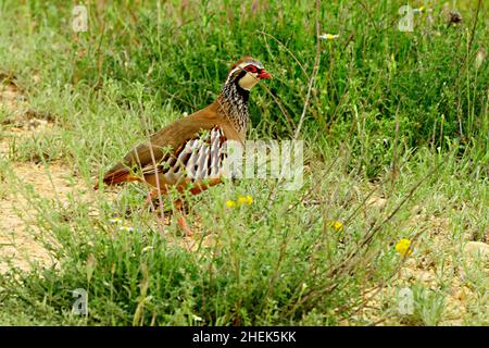 Das Rotbeinige Rebhuhn ist eine Art von galliformen Vögeln aus der Familie der Phasianidae Stockfoto