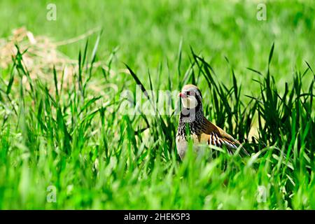 Das Rotbeinige Rebhuhn ist eine Art von galliformen Vögeln aus der Familie der Phasianidae Stockfoto