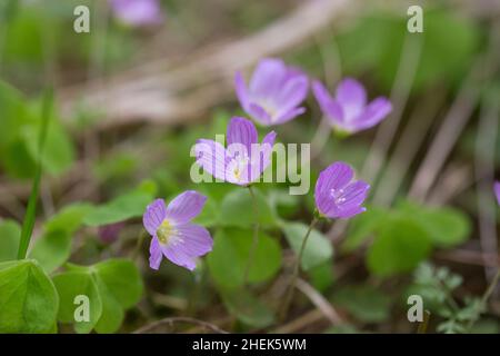 Waldsorrel (Oxalis acetosella) rosa Form wächst wild in Finnland Stockfoto