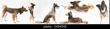 Mischlingshund in stehender, sitzender und liegender Position in Panoramasicht. Mehrlingshund. Stockfoto