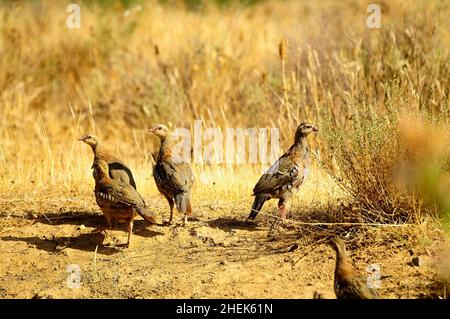 Das Rotbeinige Rebhuhn ist eine Art von galliformen Vögeln aus der Familie der Phasianidae Stockfoto