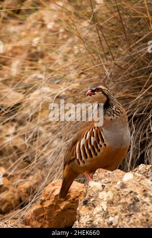 Das Rotbeinige Rebhuhn ist eine Art von galliformen Vögeln aus der Familie der Phasianidae Stockfoto