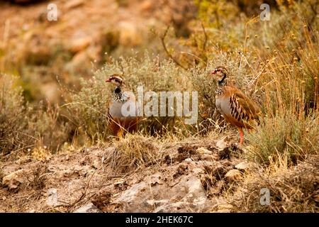 Das Rotbeinige Rebhuhn ist eine Art von galliformen Vögeln aus der Familie der Phasianidae Stockfoto