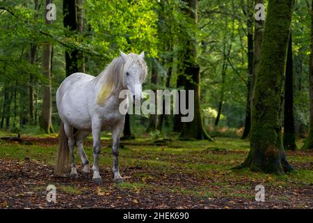 Pony-Equus ferus caballusThe New Forest National Park, Brockenhurst, Hampshire, Großbritannien Stockfoto