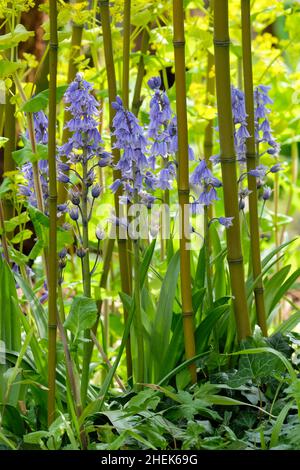 Spanische Glockenblumen, Hyacinthoides Hispanica, in volle blaue Blume in  einer bewaldeten Umgebung. Diese Pflanzen sind invasive und hybridisieren  mit den englischen nativ Stockfotografie - Alamy