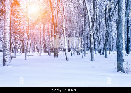 Winterpark mit Bäumen, Kameen und mit Schnee bedeckten Gehwegen nach einem Schneefall an sonnigen Tagen. Stockfoto