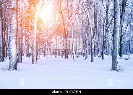 Winterpark mit Bäumen, Kameen und mit Schnee bedeckten Gehwegen nach einem Schneefall an sonnigen Tagen. Stockfoto