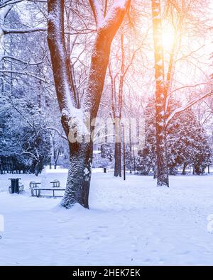 Winterpark mit Bäumen, Kameen und mit Schnee bedeckten Gehwegen nach einem Schneefall an sonnigen Tagen. Stockfoto